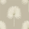 Fan Palm 216637